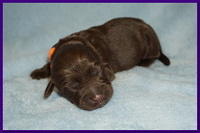 Newborn Purple Liza Camo