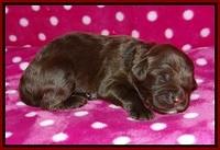 Liza Camo pups 1 wk olf 51
