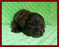 Liza Camo pups 2 wks old 101