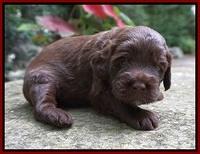 Liza Camo pups 3 wks old 111
