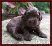 Liza Camo pups 3 wks old 121