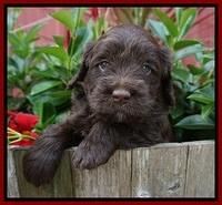 Liza Camo pups 4 wks old 121