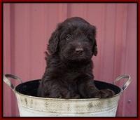 Liza Camo pups 5 wks old 131