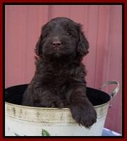 Liza Camo pups 5 wks old 151