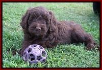Liza Camo pups 6 wks old 141