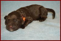 Newborn Red boy Liza Camo