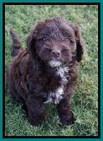 Liza Camo pups 6 wks old 181