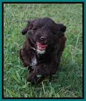Liza Camo pups 7 wks old 181
