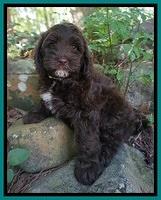 Liza Camo pups 8 wks old 21