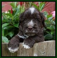 Liza Camo pups 4 wks old 231