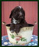 Liza Camo pups 5 wks old 201