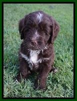 Liza Camo pups 6 wks old 221