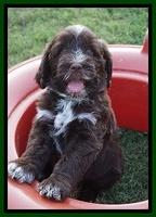 Liza Camo pups 7 wks old 231