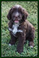 Liza Camo pups 7 wks old 241