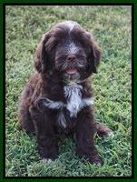 Liza Camo pups 7 wks old 251