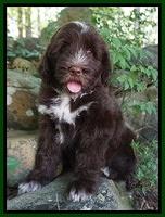 Liza Camo pups 8 wks old 221