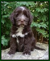 Liza Camo pups 8 wks old 241