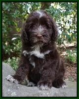 Liza Camo pups 8 wks old 251