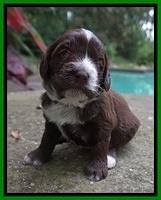 Liza Camo pups 3 wks old 241