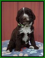 Liza Camo pups 5 wks old 311