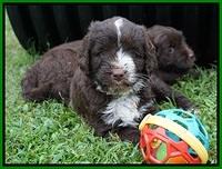 Liza Camo pups 6 wks old 261