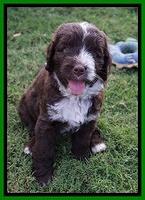 Liza Camo pups 6 wks old 301