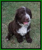 Liza Camo pups 7 wks old 331