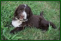 Liza Camo pups 7 wks old 341