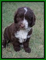Liza Camo pups 7 wks old 351