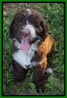 Liza Camo pups 7 wks old 371