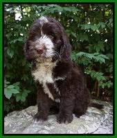 Liza Camo pups 8 wks old 71