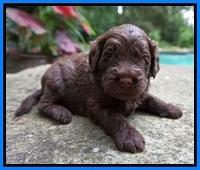 Liza Camo pups 3 wks old 261