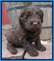 Liza Camo pups 4 wks old 351