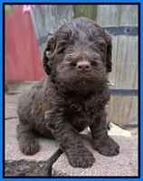 Liza Camo pups 4 wks old 361