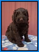 Liza Camo pups 5 wks old 331