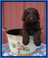 Liza Camo pups 5 wks old 341