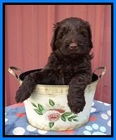 Liza Camo pups 5 wks old 351