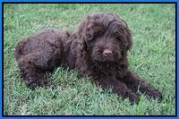 Liza Camo pups 7 wks old 381