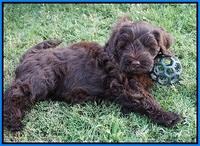 Liza Camo pups 7 wks old 391