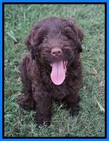 Liza Camo pups 7 wks old 401