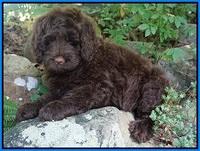 Liza Camo pups 8 wks old 35000