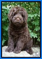 Liza Camo pups 8 wks old 45000