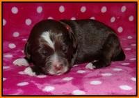 Liza Camo pups 1 wk olf 131