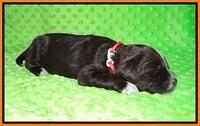 Liza Camo pups 2 wks old 191