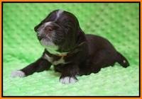 Liza Camo pups 2 wks old 201