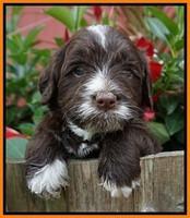Liza Camo pups 4 wks old 261