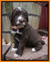 Liza Camo pups 4 wks old 281