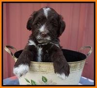 Liza Camo pups 5 wks old 231