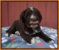 Liza Camo pups 5 wks old 251