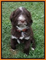Liza Camo pups 6 wks old 241